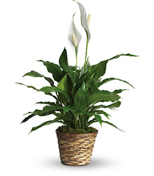 T105-1A Simply Elegant Spathiphyllum - Small